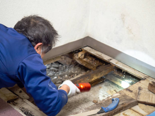 Best Mold Cleaning Services  in Shirley, NY