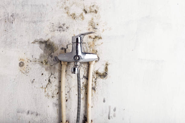 Best Affordable Mold Removal  in Shirley, NY