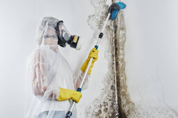 Best Residential Mold Removal  in Shirley, NY