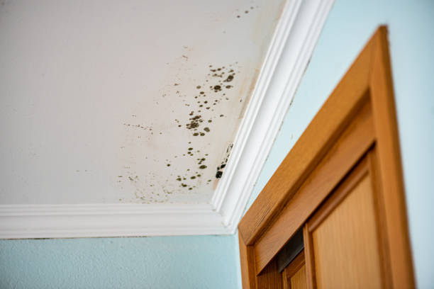 Certified Mold Removal in Shirley, NY