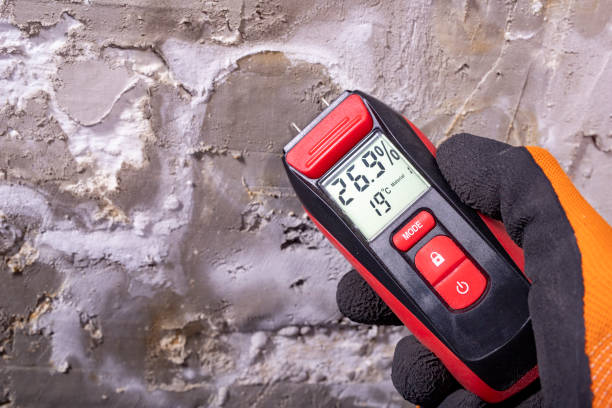 Best Attic Mold Removal  in Shirley, NY