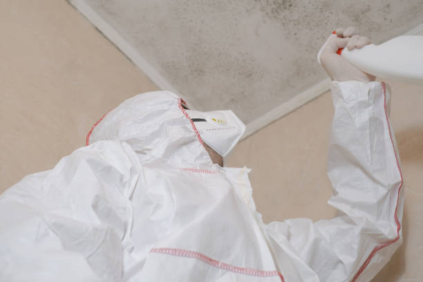 Best Black Mold Removal  in Shirley, NY