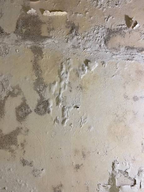 Best Fast Mold Removal  in Shirley, NY