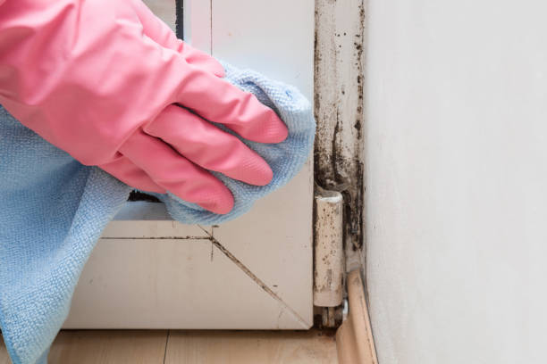 Professional Mold Removal in Shirley, NY