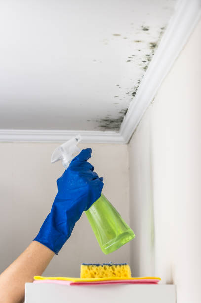Best Mold Testing  in Shirley, NY