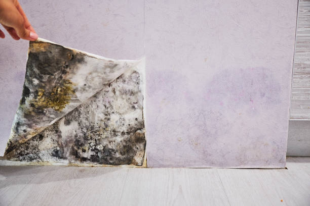 Best Mold Testing  in Shirley, NY